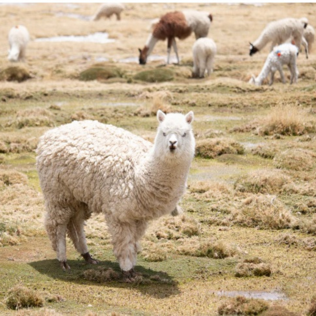 The Truth About Alpacas: Do They Really Spit?