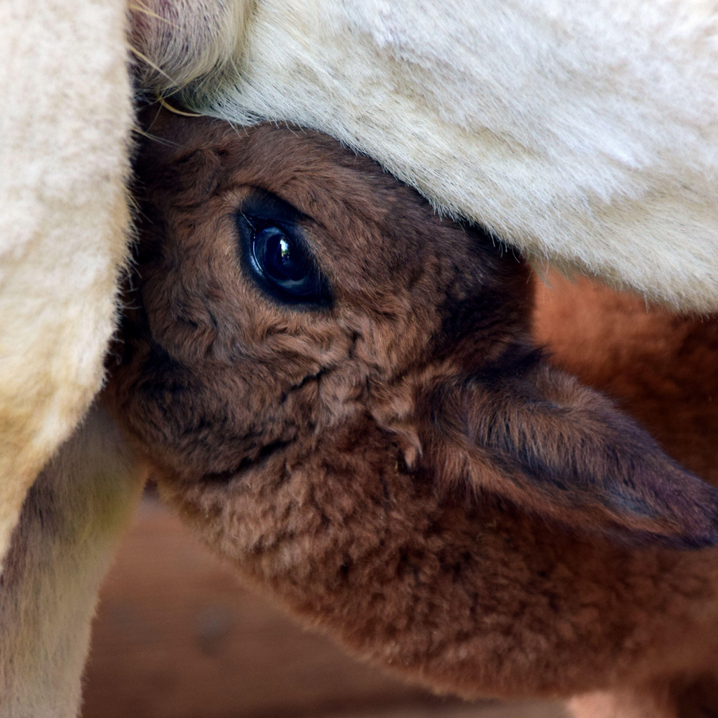 The Gentle Caress of Baby Alpaca: From Andean Heights to Your Closet