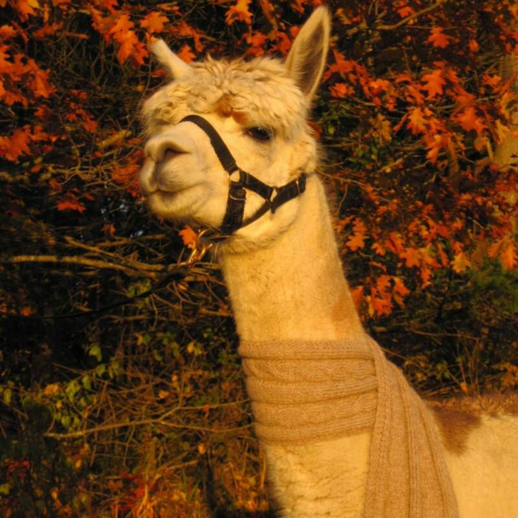Why Alpaca Is Your Sustainable Choice This Fall?