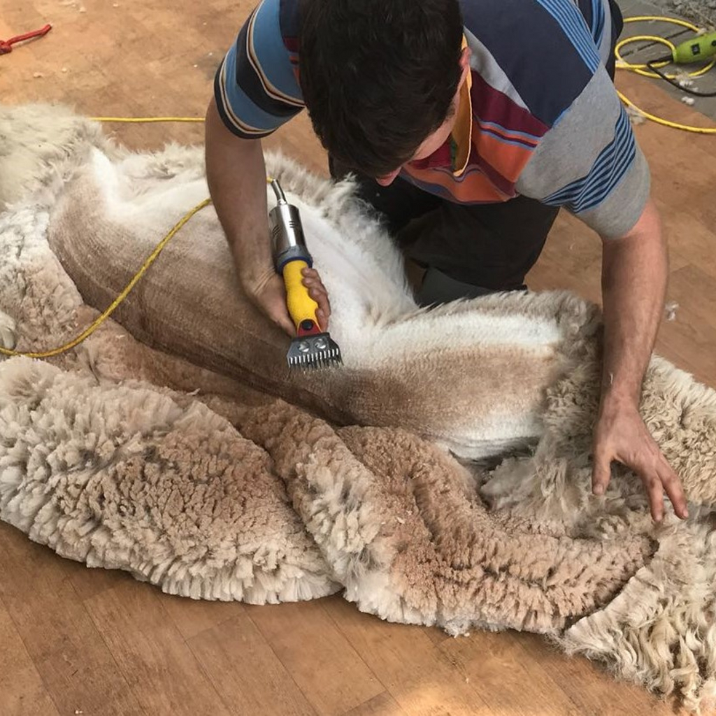 Alpaca Farming: A Commitment to Quality, The Shearing Process