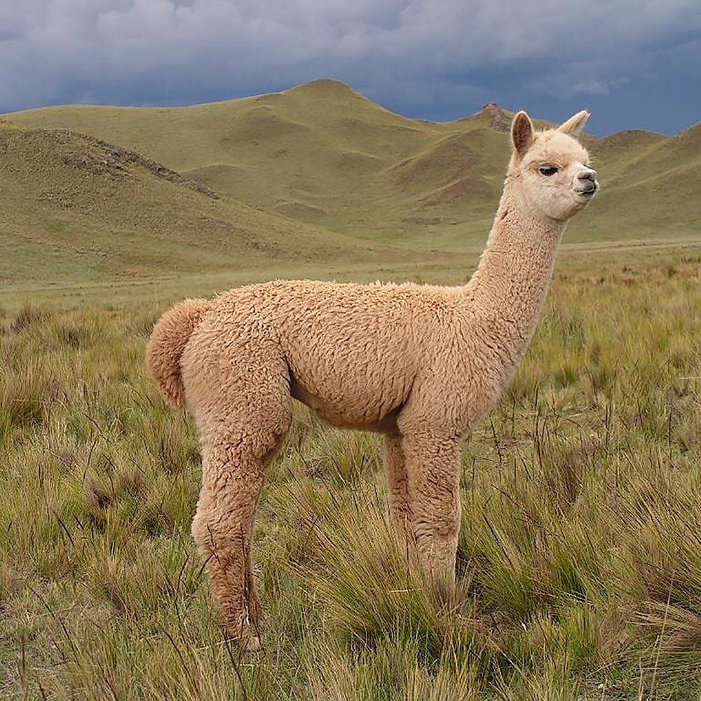 Alpaca Wool Benefits - Part 2