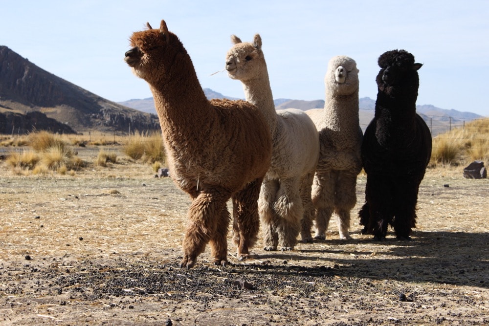 Find out more about ALPACAS